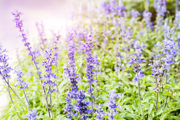 Obraz premium Beautiful spring background with lavender field.