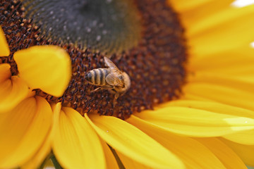 Biene auf Sonnenblume