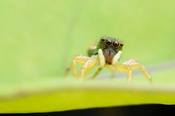 Super Macro Cosmophasis or Jumping spider on green leaf