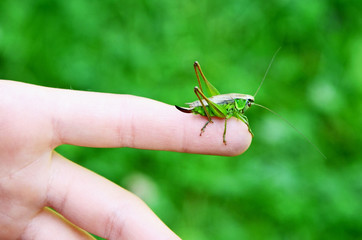 Heuschrecke, Grashopper