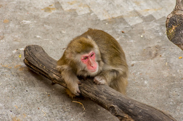 japanese macaque