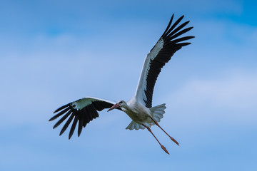 Obraz premium Storch im Flug 