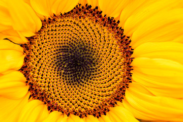 Macro of a Sunflower