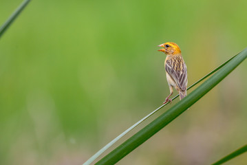 Golden Baya Weaver Standing On The Branch Of Tree Near Field, Thailand.