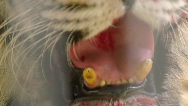 Closeup of tiger fangs with bloody teeth
