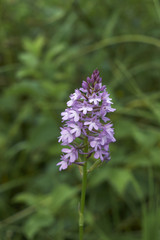 Anacamptis pyramidalis inflorescence