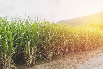 Sugarcane field in blue sky with orange sun ray