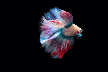 yellow fighting fish on a black background The tail is similar to the Thai flag.