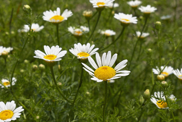 Anthemis arvensis L.