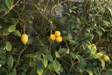 Citrus limon  