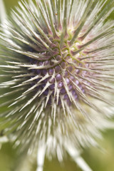Dipsacus fullonum