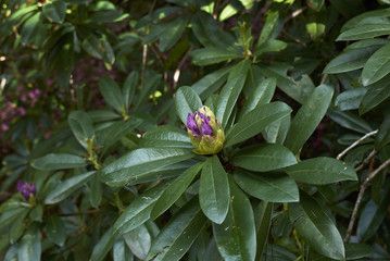 Rhododendron