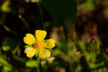 Obraz premium ヘビイチゴの花