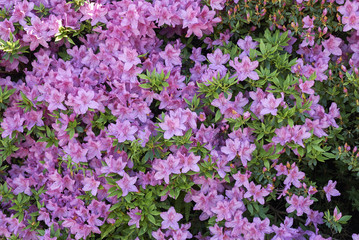 Obraz premium pink Azalea