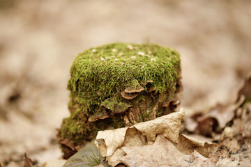 Forest stump with green moss and wood mushrooms, autumn seasonal background