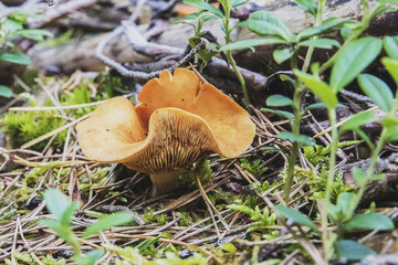 Emerging from the trees in the forest of mushrooms