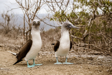 Isla de la Plata, Ecuador