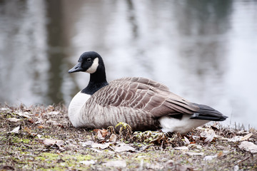 Canada goose, Branta canadensis. Wildlife animal. Single bird resting near lake in the park