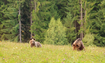 Fototapeta na wymiar Mother bear with cub