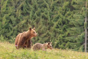Fototapeta premium Mother bear with cub