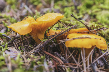 Emerging from the trees in the forest of mushrooms
