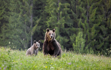 Mother bear with cub