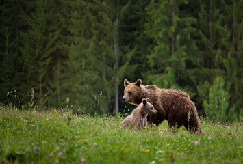 Mother bear with cub