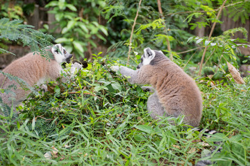 lemur