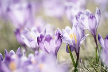 Vlies Fototapete Krokusse Schöne violette Krokusblüten, die auf dem trockenen Gras wachsen, das erste Zeichen des Frühlings. Saisonale Ostern Hintergrund.