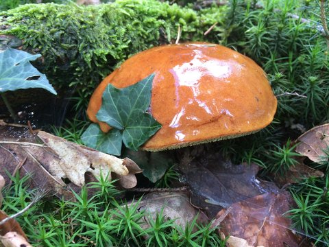 Pilz / Braunkappe im Wald