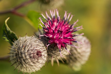 Beautiful thistle heads in the summer light. Thistle growing in the garden. Shallow depth of field closeup photo.
