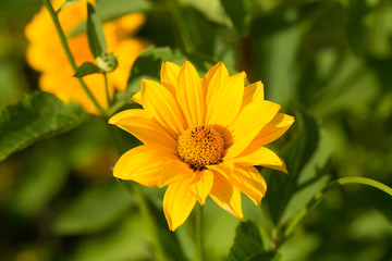 Bright yellow flowers growing in the summer garden. Beautiful flower closeup. Shallow depth of field macro photo.