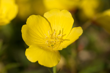 Bright yellow flowers growing in the summer garden. Beautiful flower closeup. Shallow depth of field macro photo.