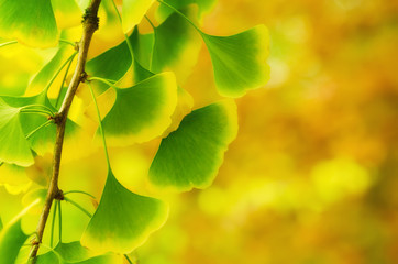 Green and yellow fall leaves of Ginkgo Biloba - healing plant, nature sunny background
