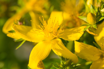 Bright yellow flowers growing in the summer garden. Beautiful flower closeup. Shallow depth of field macro photo.