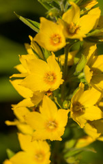 Bright yellow flowers growing in the summer garden. Beautiful flower closeup. Shallow depth of field macro photo.