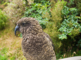 The very rare Kea alpine parrot bird from new zealand. Kea birds are in decline and are classes as a vulnerable species. New zealand parrot.