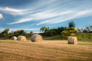 Beautiful harmonious landscape with twisted haystacks in the field in Tuscany, Italy. (Crop, welfare - concept)