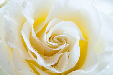 Cream rose macro. Greeting card, greeting, background, texture. Flower pattern.

