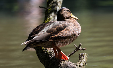 Ente am See auf Ast
