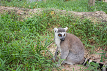lemur
