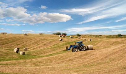 The tractor harvests in the field. Tuscany, Italy (crop, welfare - concept)