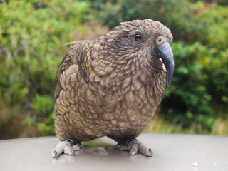The very rare Kea alpine parrot bird from new zealand. Kea birds are in decline and are classes as a vulnerable species. New zealand parrot.