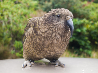 The very rare Kea alpine parrot bird from new zealand. Kea birds are in decline and are classes as a vulnerable species. New zealand parrot.