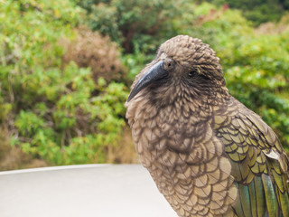 The very rare Kea alpine parrot bird from new zealand. Kea birds are in decline and are classes as a vulnerable species. New zealand parrot.