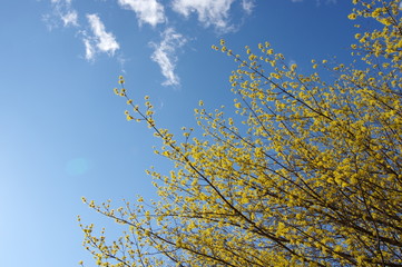 サンシュユ-Cornus officinalis -
