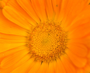 A beautiful bright calendula from tom. English marigold close-up. Shallow depth of field photo.