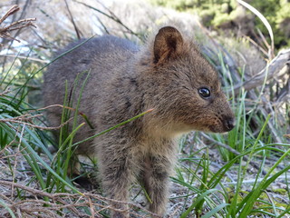 Quokka