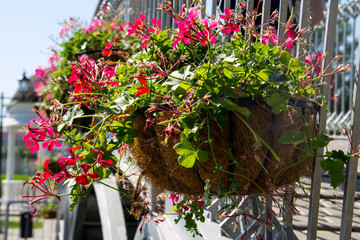 Hanging flowerpot with pink geranium flowers outdoor