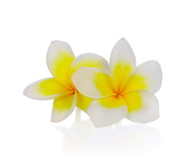 Fototapeta na wymiar Frangipani Flower or Plumeria Isolated on White Background